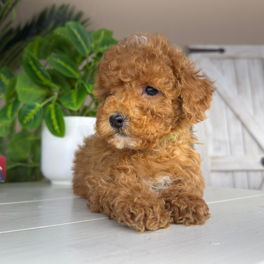 Micro-Goldendoodle-Puppy-For-Sale