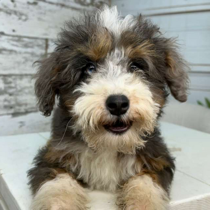 Bernedoodle-Puppy