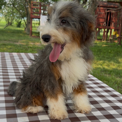 Merle-Tri-Color-Bernedoodle