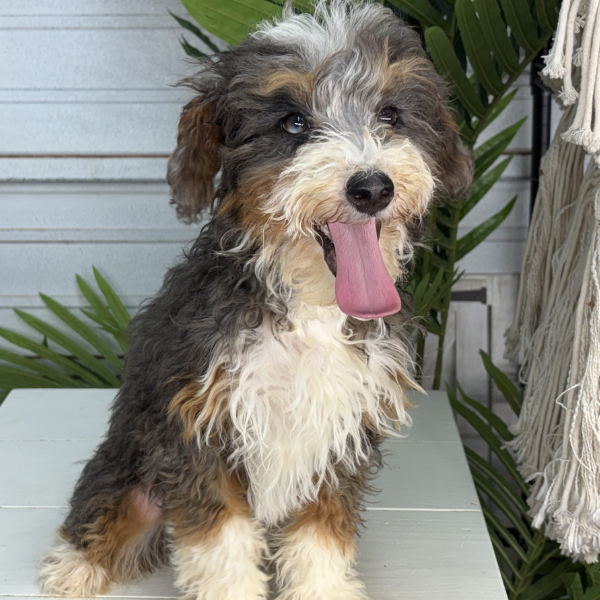 Merle-Bernedoodle-Puppy
