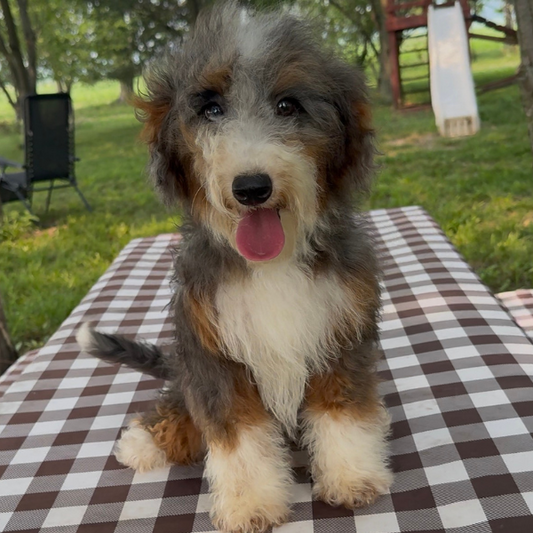 Merle-Tri-Color-Bernedoodle