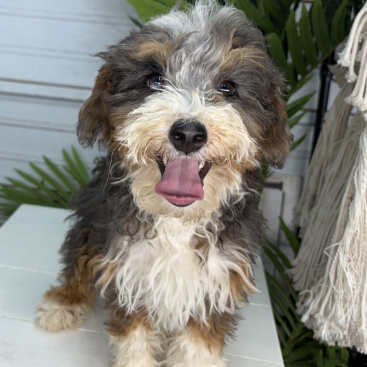 Merle-Bernedoodle-Puppy