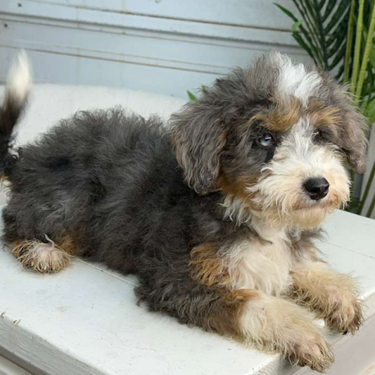 Bernedoodle-Puppy