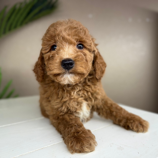 Micro-Goldendoodle
