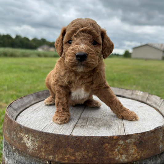 Micro-Goldendoodles