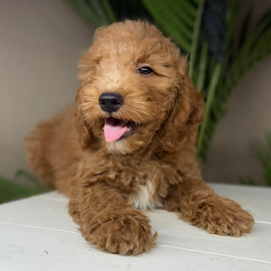 Micro-Goldendoodle