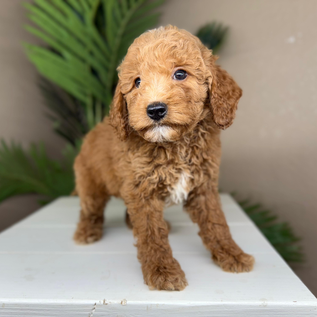 Micro-Goldendoodle