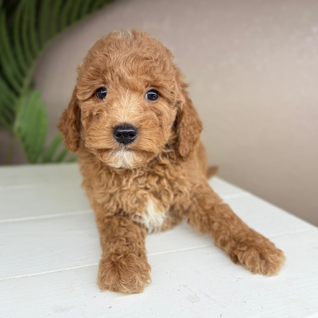 Micro-Goldendoodle
