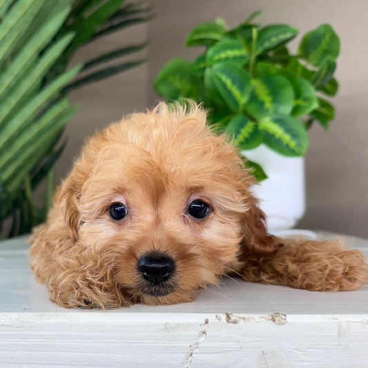 Micro-Goldendoodle-Puppies