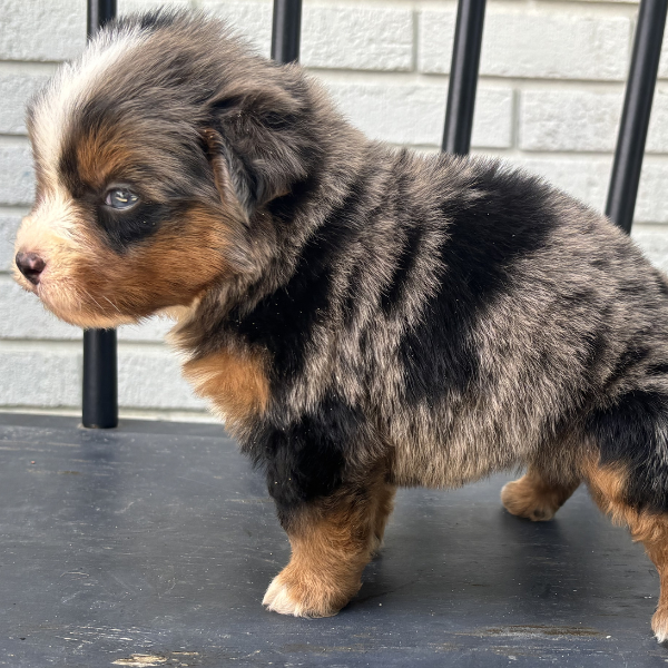 Merle-Bernedoodle-Puppy