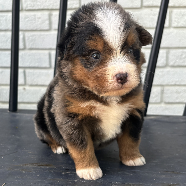 Merle-Bernedoodle-Puppy