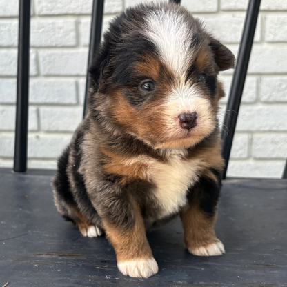 Merle-Bernedoodle-Puppy