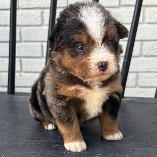 Merle-Bernedoodle-Puppy