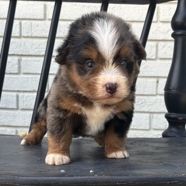 Merle-Bernedoodle-Puppy