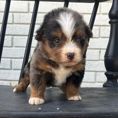 Merle-Bernedoodle-Puppy