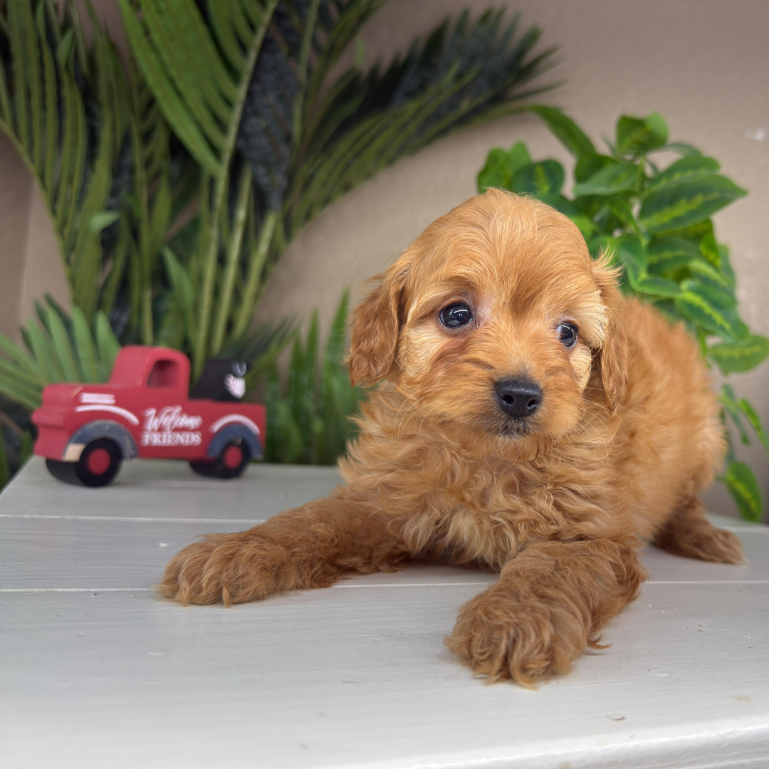 Micro-Goldendoodle-Puppies