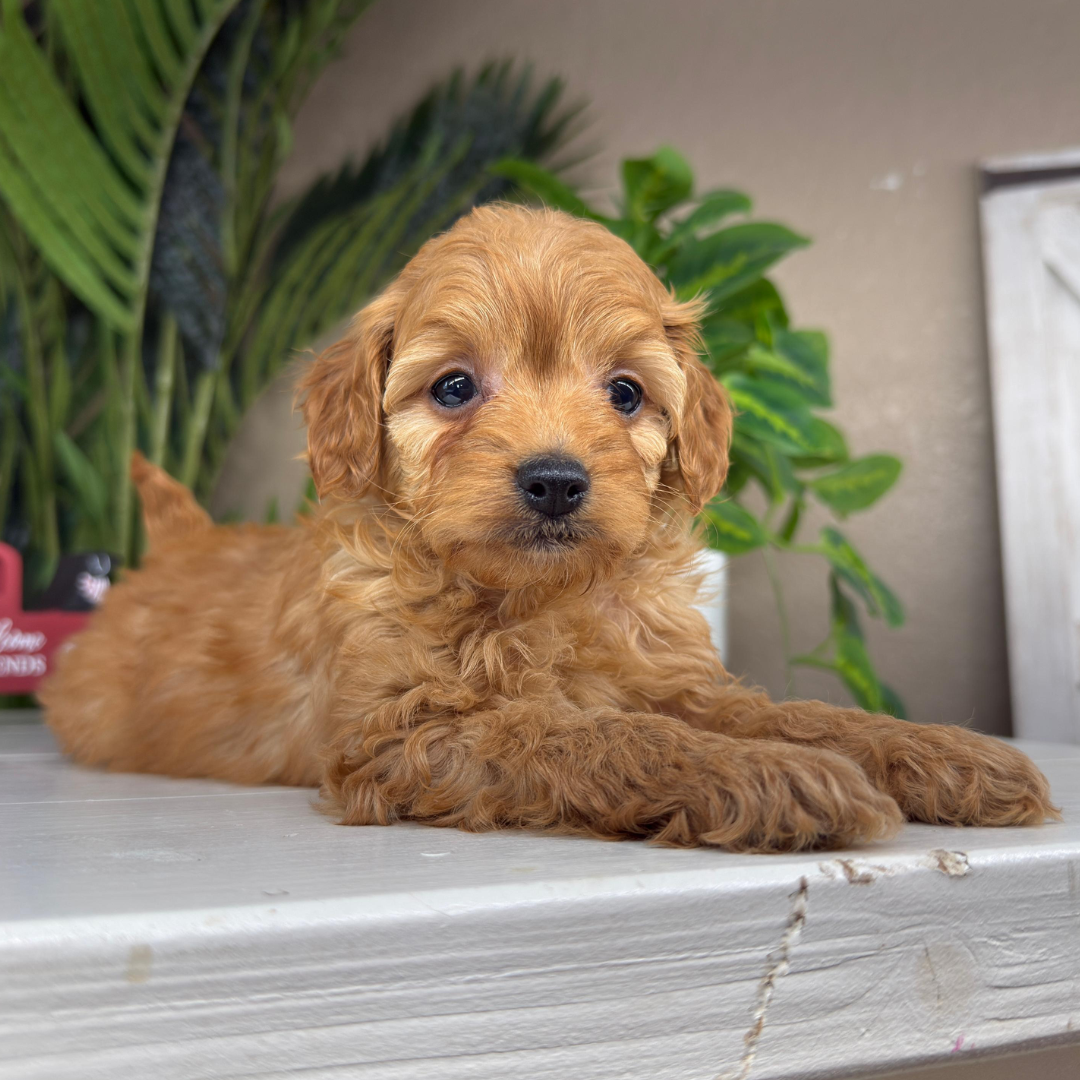 Micro-Goldendoodle-Puppies