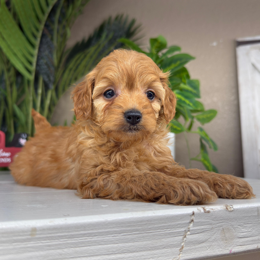 Micro-Goldendoodle-Puppies