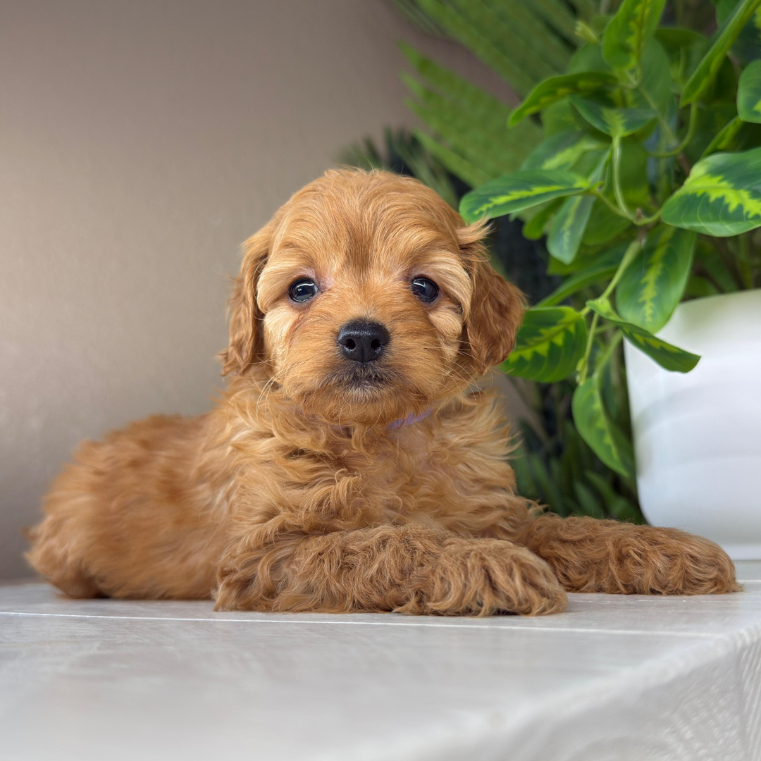 Micro-Goldendoodle-Puppies
