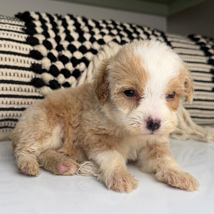 Micro-Bernedoodle