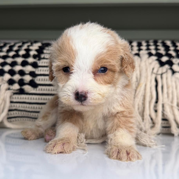 Micro-Bernedoodle