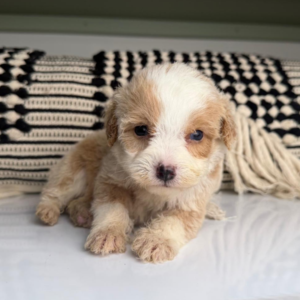 Micro-Bernedoodle
