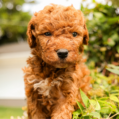 Micro-Goldendoodle-Puppy