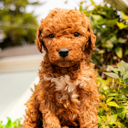 Micro-Goldendoodle-Puppy