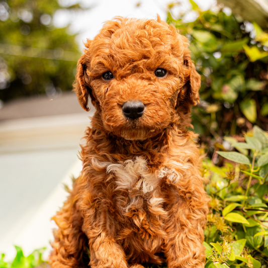 Micro-Goldendoodle-Puppy