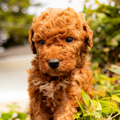 Micro-Goldendoodle-Puppy
