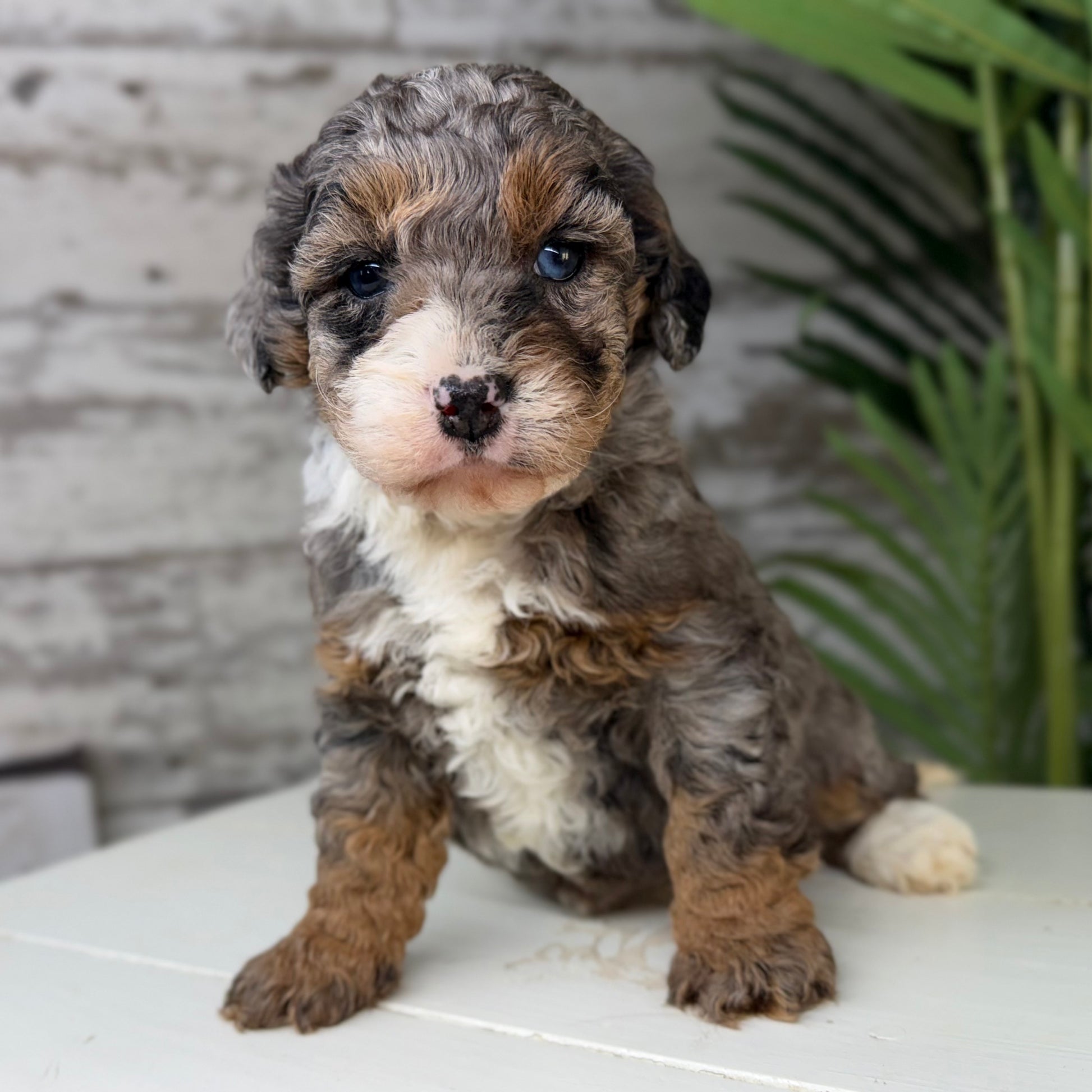 Blue-Merle-Bernedoodle