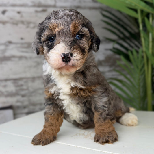 Blue-Merle-Bernedoodle