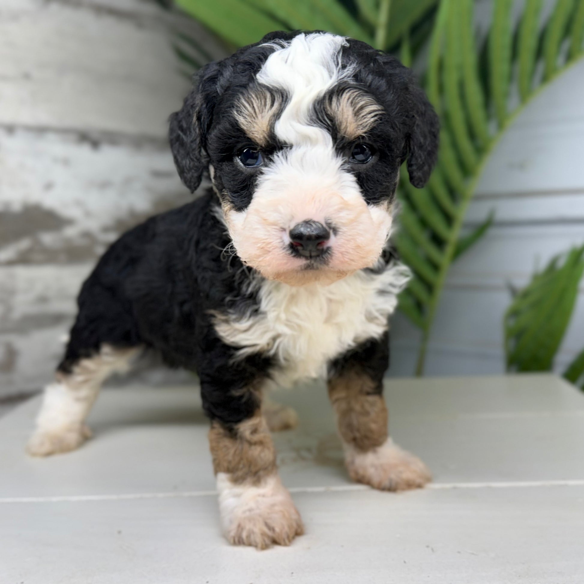 Tricolor-Bernedoodle-Puppy