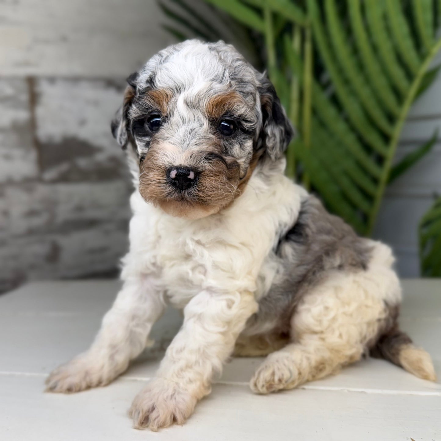 Blue-Merle-Bernedoodle