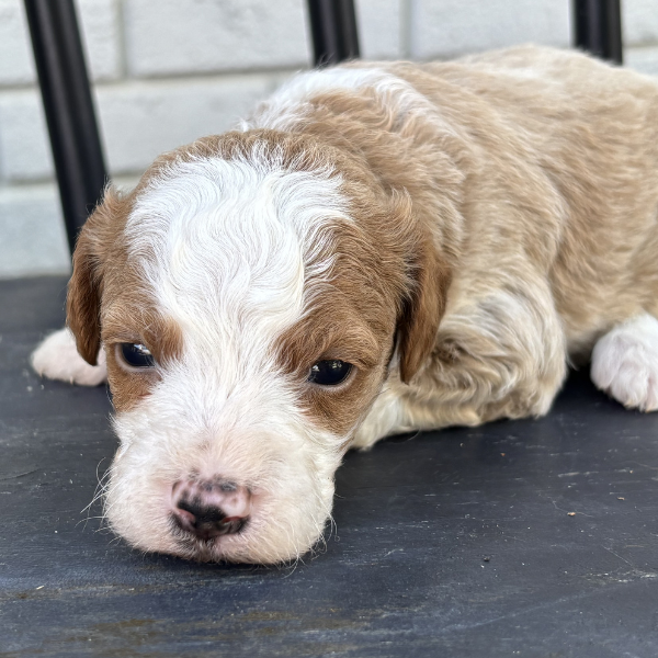 Goldendoodle-Puppy-For-Sale