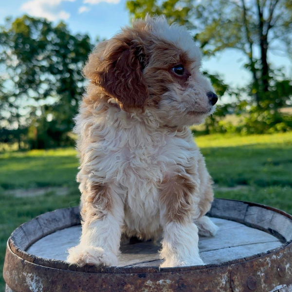 Goldendoodle-Puppy