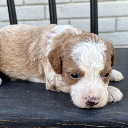 Goldendoodle-Puppy-For-Sale