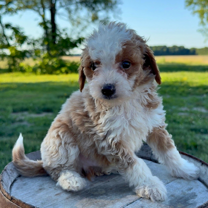 Goldendoodle-Puppy