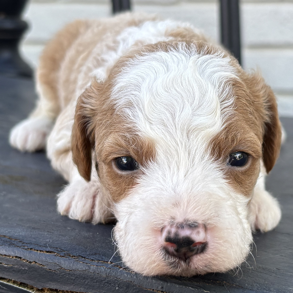 Goldendoodle-Puppy-For-Sale