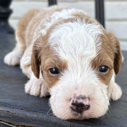 Goldendoodle-Puppy-For-Sale