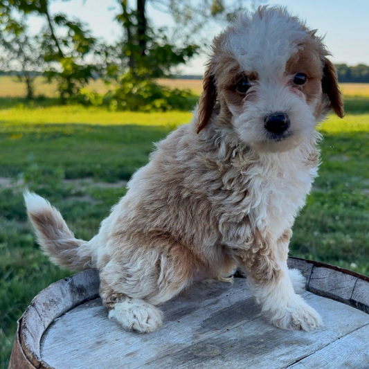 Goldendoodle-Puppy