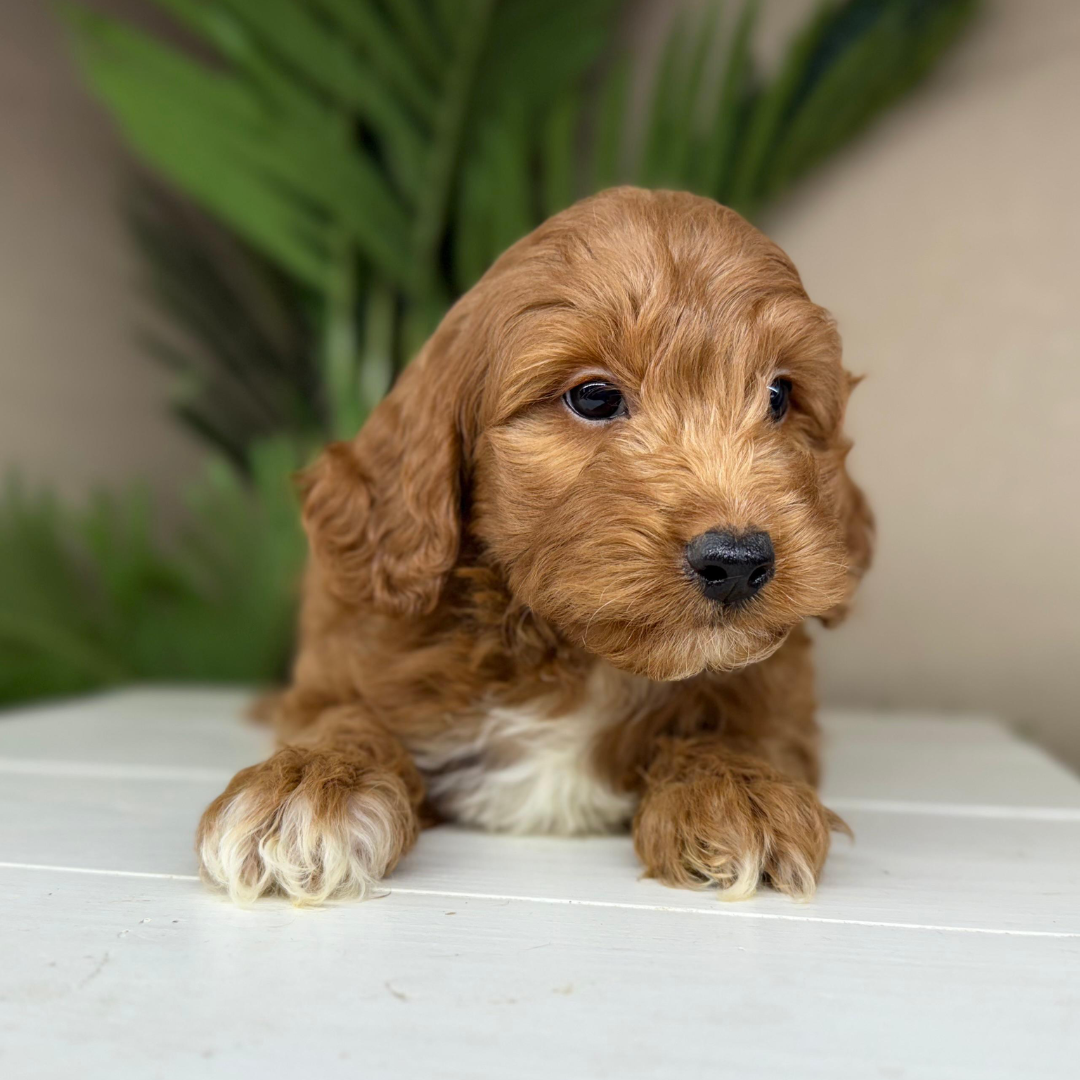 Micro-Goldendoodles