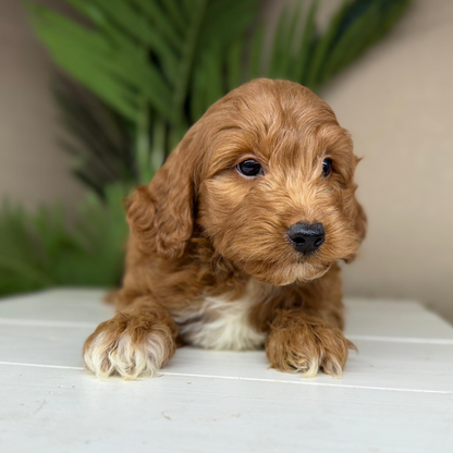 Micro-Goldendoodles