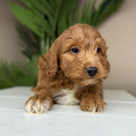 Micro-Goldendoodles