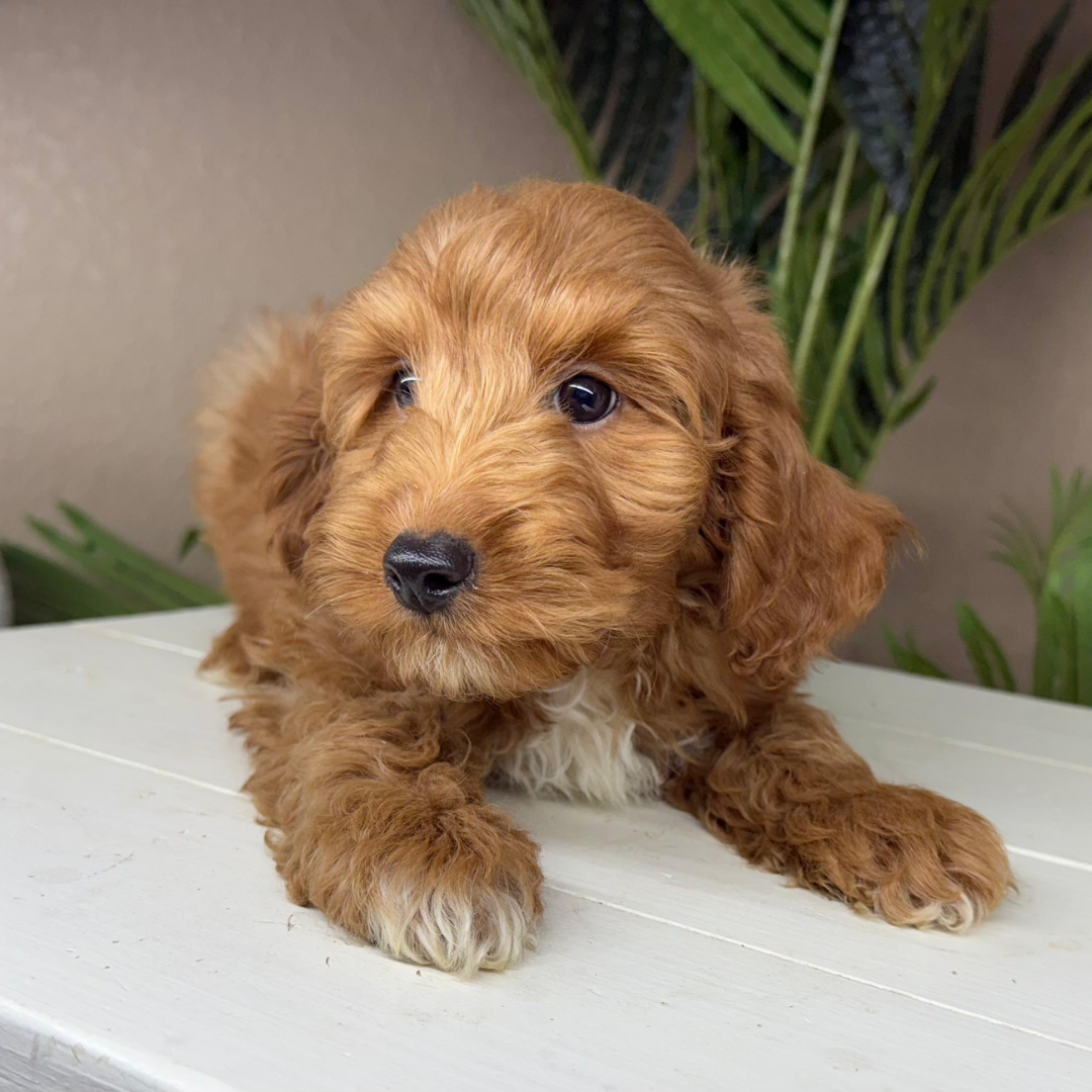 Micro-Goldendoodles