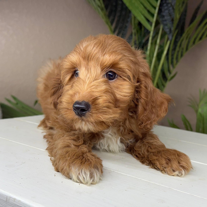 Micro-Goldendoodles