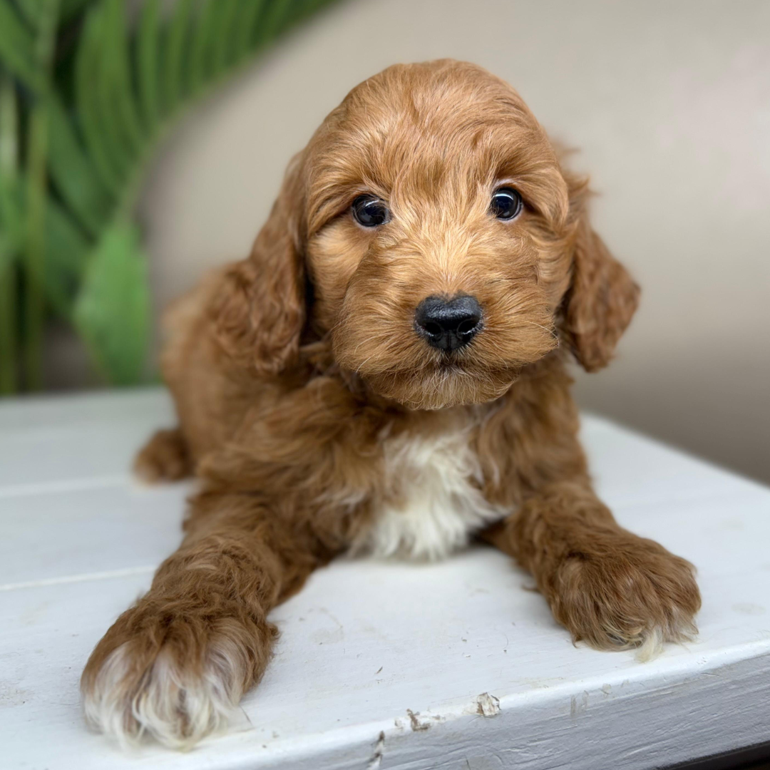 Micro-Goldendoodles