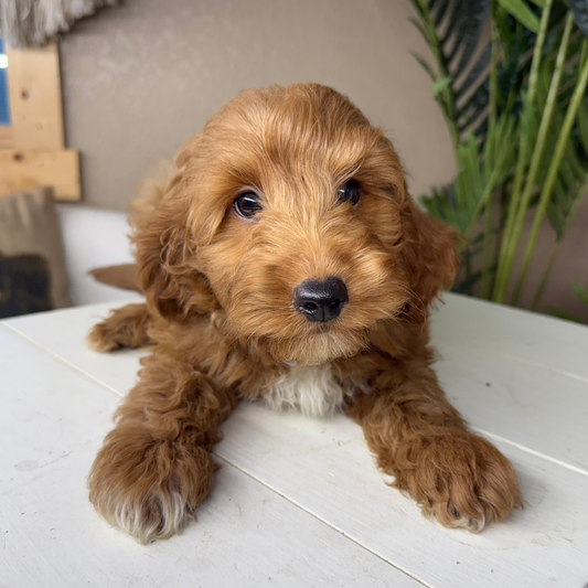 Micro-Goldendoodles