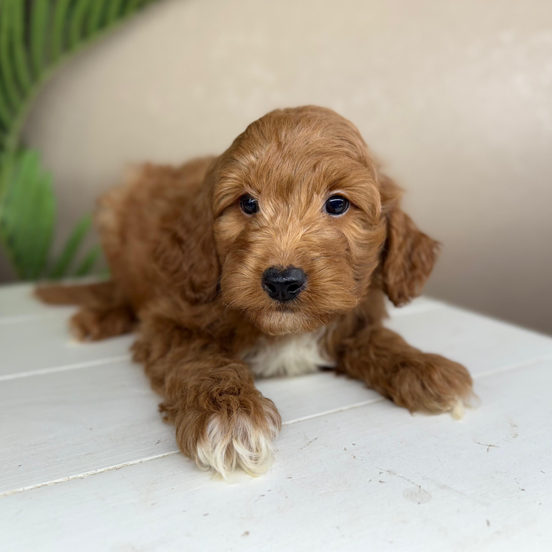 Micro-Goldendoodles