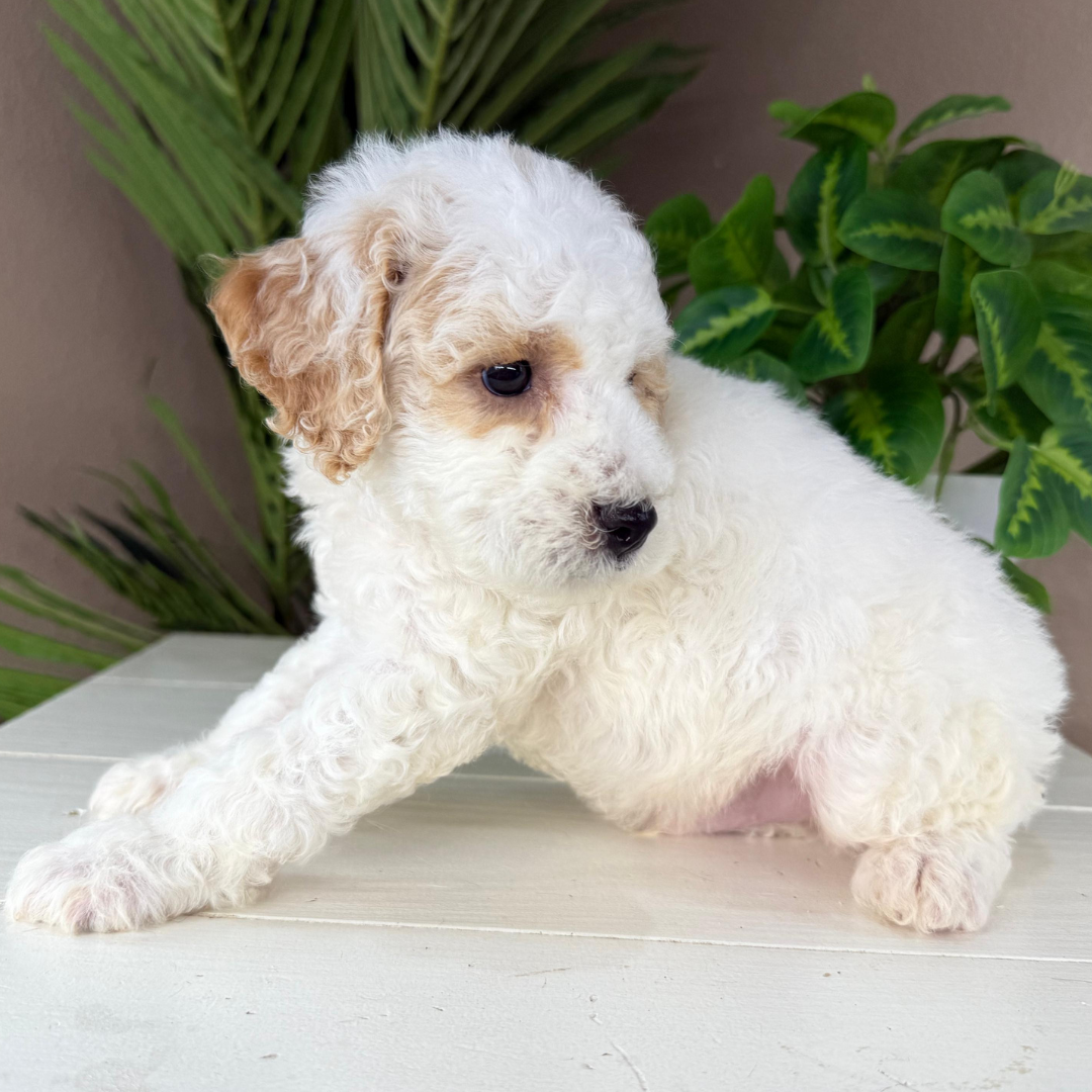 Micro-Goldendoodle-Breeder